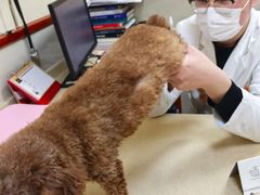 -艾贝尔宠物医院 ·内科全科(梁溪路店)