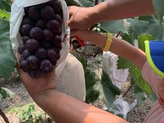 -马陆小张葡萄园农家乐