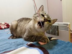 -爱侣宠医·鹦鹉专科·小型哺乳类·异宠专科(灵石路店)