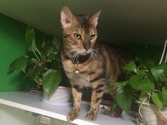 -李小姐の猫咖啡馆(五角场店)