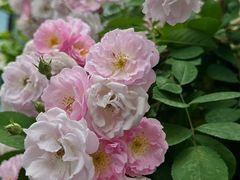 -迎晖路(地铁站)