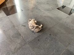 -东方艺术博物馆