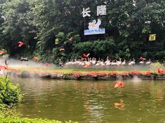 -广州长隆飞鸟乐园