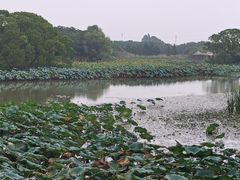 -梁鸿国家湿地公园