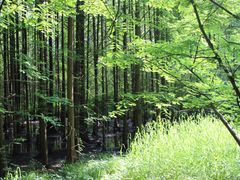 -桤木河湿地公园