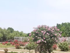 -石家庄市植物园
