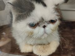 -宠爱国际动物医院·消化内科·心肾内科·ISFM猫友好(望京店)