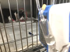 -瑞派·关忠动物医院·异宠专科·犬猫肿瘤·皮肤专科(望京店)