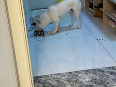 -萌兽医馆·犬猫专科·眼科中心·宠物医院(朝阳门分院)
