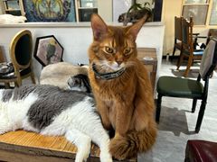-猫小院猫主题餐厅(南锣旗舰店)