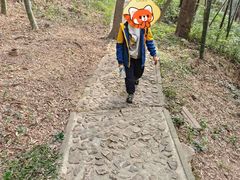 -上海佘山国家森林公园天马山园