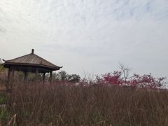 -金卉庄园