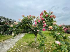 -都江堰玫瑰花溪谷