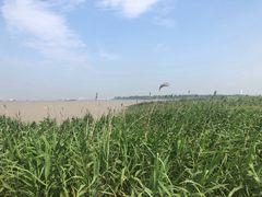 -吴淞炮台湾湿地森林公园烧烤区