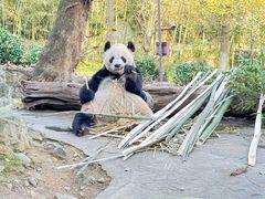 -都江堰中华大熊猫苑