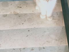 -飞行喵MR PILOT|猫舍·猫咖(静安大融城店)