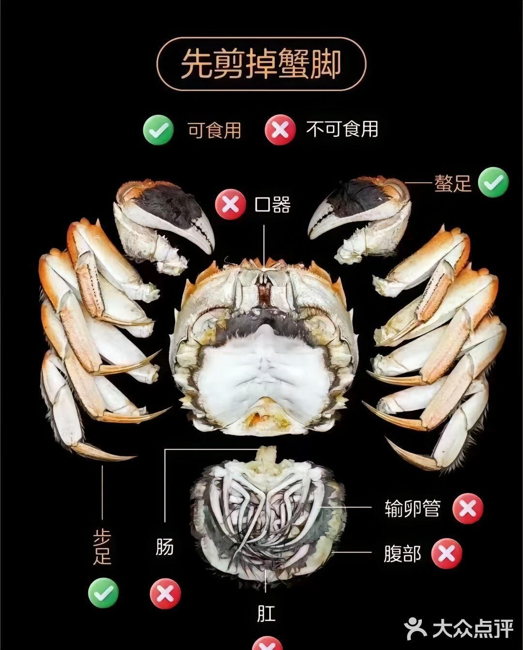 🐚🥢螃蟹大揭秘：手把手教你轻松拆螃蟹