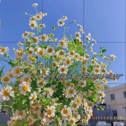 -Oasis Beauty水磨坊科技美肤中心