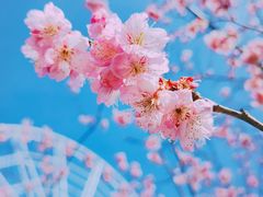 -顾村公园