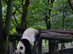 -都江堰中华大熊猫苑