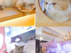 -喵园·猫主题咖啡厅·撸猫·猫咖(国贸店)