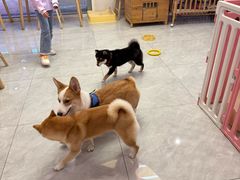 -柴犬小屋·柴餐厅·狗咖食堂(金鼎广场店)