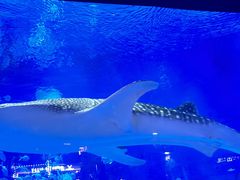 -烟台海昌鲸鲨海洋公园