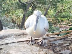 iphone_upload_pic-百鸟园