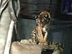-清迈夜间动物园