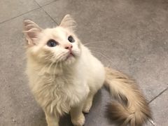 -飞行喵MR PILOT|猫舍·猫咖(静安大融城店)