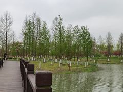 -九科绿洲