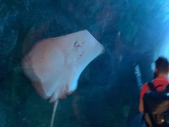 -迪拜水族馆及水下动物园