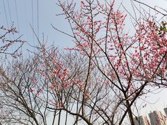 -重庆彩云湖湿地公园