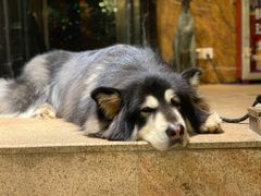 -more than meow吴止猫主题餐厅(承德 中船汇店)