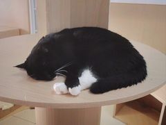 -鼓捣猫呢主题猫咖店