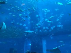 -迪拜水族馆及水下动物园