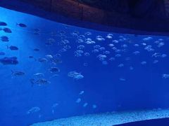 -哈尔滨波塞冬海底世界