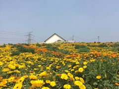 -紫颐香薰山谷景区