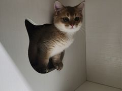 -东方名猫馆·英短金渐层布偶猫舍(环线广场1号楼店)