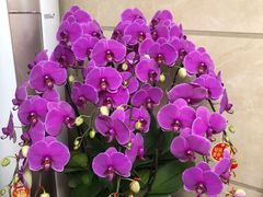 -越秀西湖花市(广州城市广场花卉店)