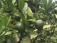 -上海市保健医疗中心(华东疗养院)