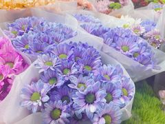 -朝来春花卉市场