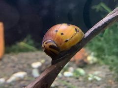 -上海大自然野生昆虫馆(东方明珠·爬宠昆虫探索中心)