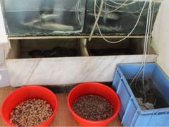 -顺利靓汤酒楼(横荷店)