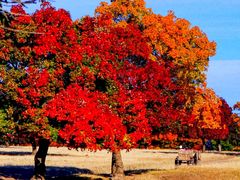 -五角枫生态旅游景区