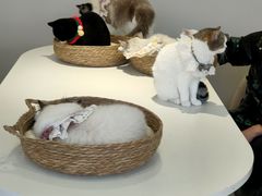 -怪兽屋·羊驼·猫咖·狗咖(俊华广场店)