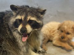 -共舞时光猫咖·狗咖(新街口店)