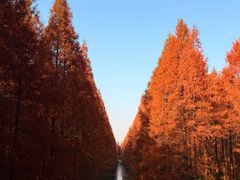 -黄海国家森林公园