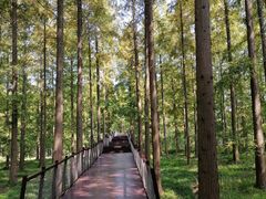 -黄海国家森林公园