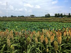 -三圣花乡旅游区